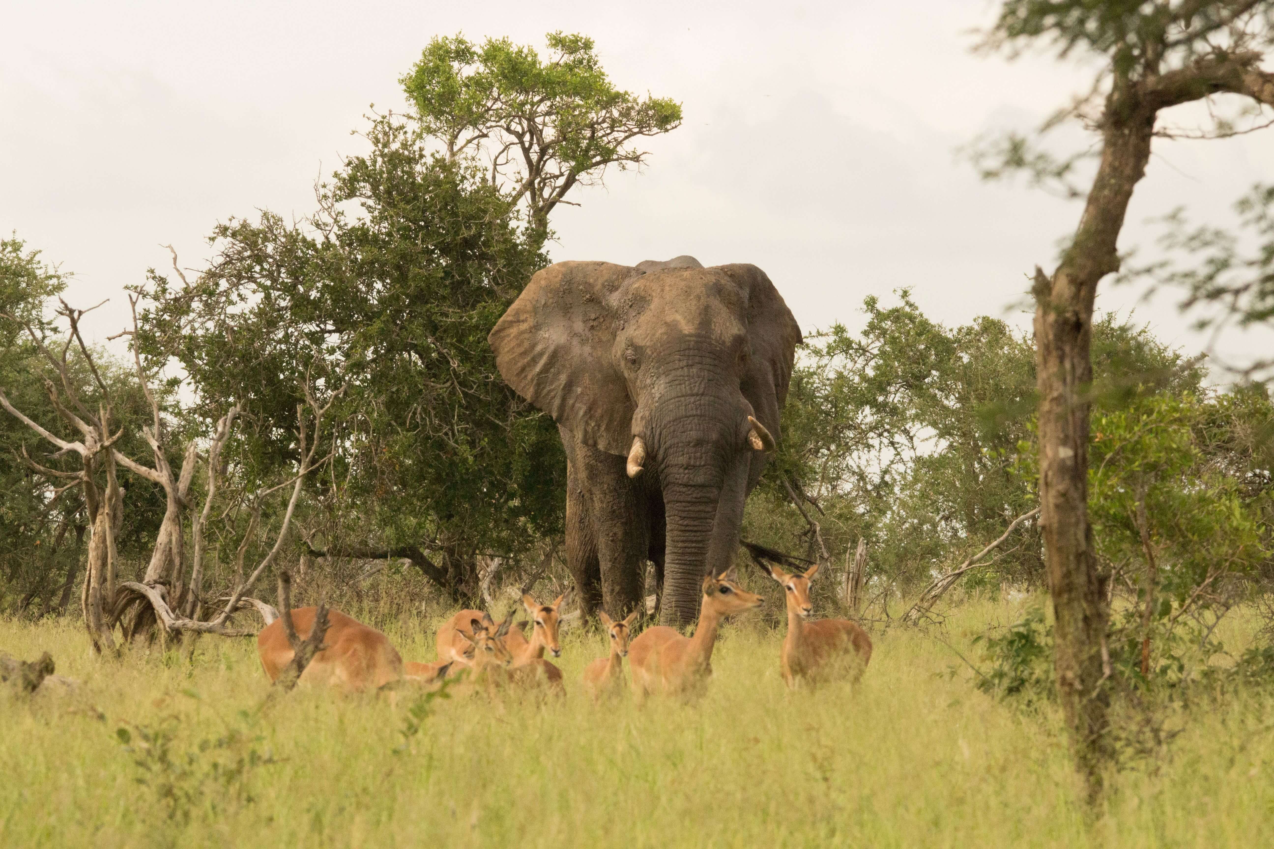Wild Sri Lanka Revealed