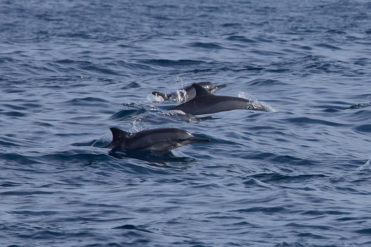 Whale Watching